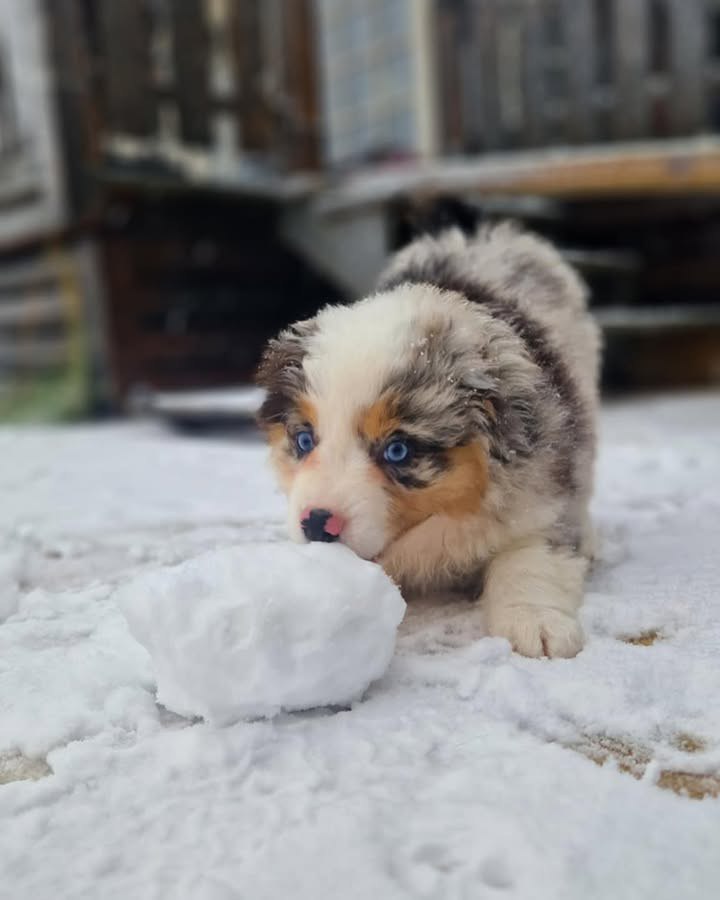 Jayden - Australian Shepherd Puppy